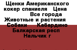 Щенки Американского кокер спаниеля › Цена ­ 15 000 - Все города Животные и растения » Собаки   . Кабардино-Балкарская респ.,Нальчик г.